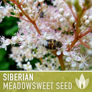 Siberian Meadowsweet Seeds - Heirloom Seeds, Traditional Medicinal Herb, Dropwort Seeds, Drought Tolerant, Deer Resistant, Non-GMO