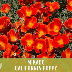 Mikado California Poppy Heirloom Seeds Flower Seeds, Cool Weather Seeds, Flowers, Flower Mix, California image 8