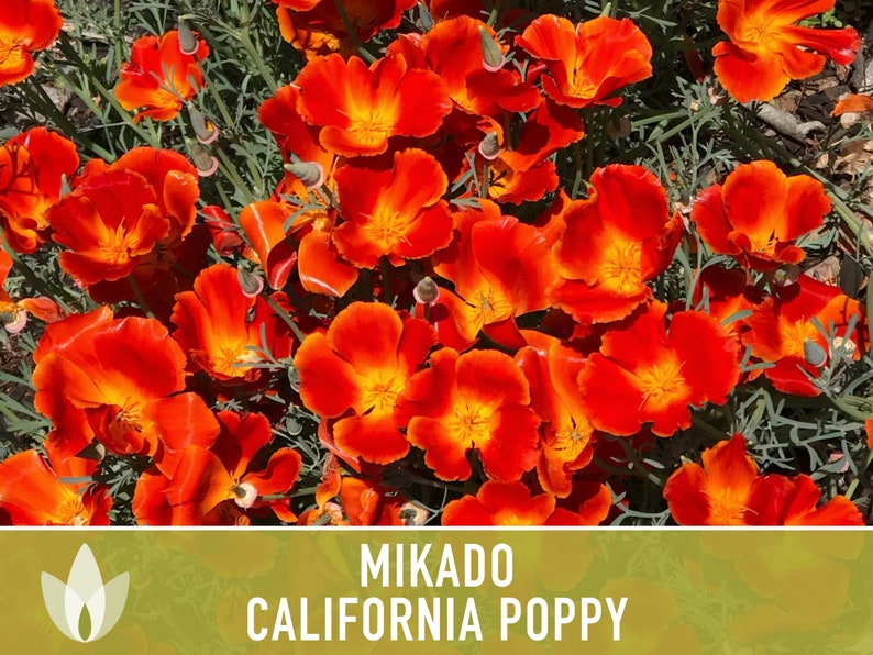 Mikado California Poppy Heirloom Seeds Flower Seeds, Cool Weather Seeds, Flowers, Flower Mix, California image 8