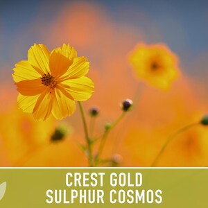 Sulphur Cosmos Seeds, Crest Gold, Pollinator Friendly (Non-GMO) image 7