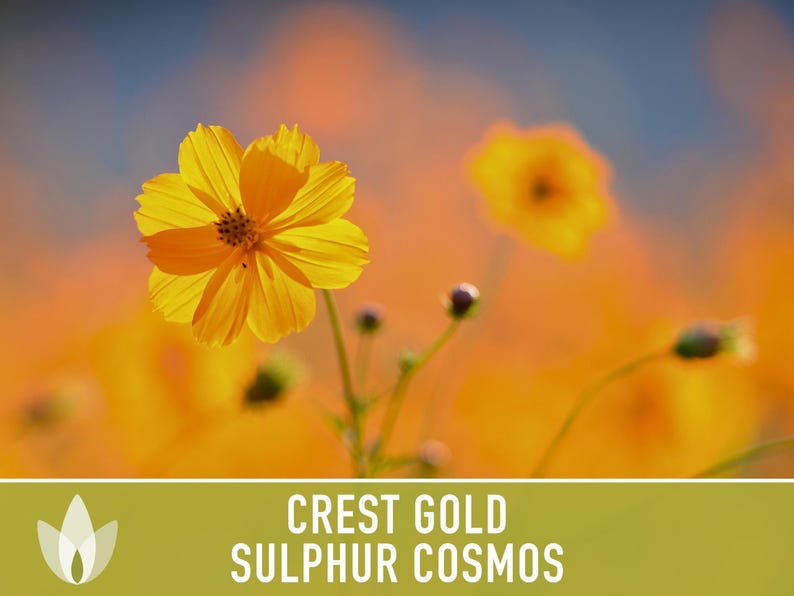Sulphur Cosmos Seeds, Crest Gold, Pollinator Friendly (Non-GMO) image 7