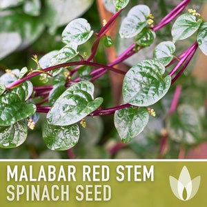 Malabar Red Stem Spinach Heirloom Seeds - Vining, Heat Tolerant, Summer Spinach, Fresh Salad Mix, Leafy Greens, Open Pollinated, Non-GMO