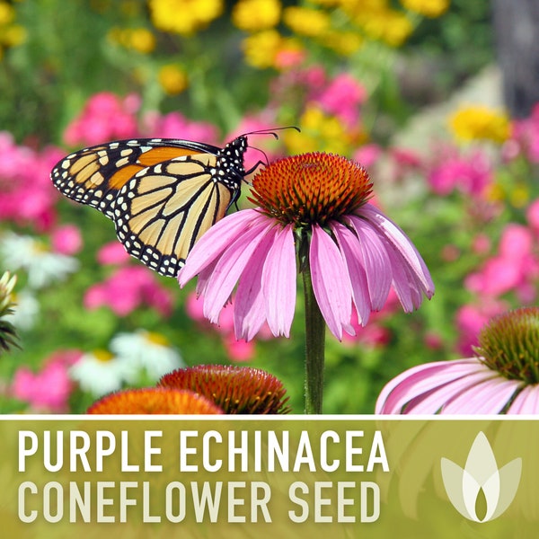 Echinacea, Purple Coneflower Seeds - Heirloom Flower Seeds, Wildflower, Native Seeds, Open Pollinated, Non-GMO