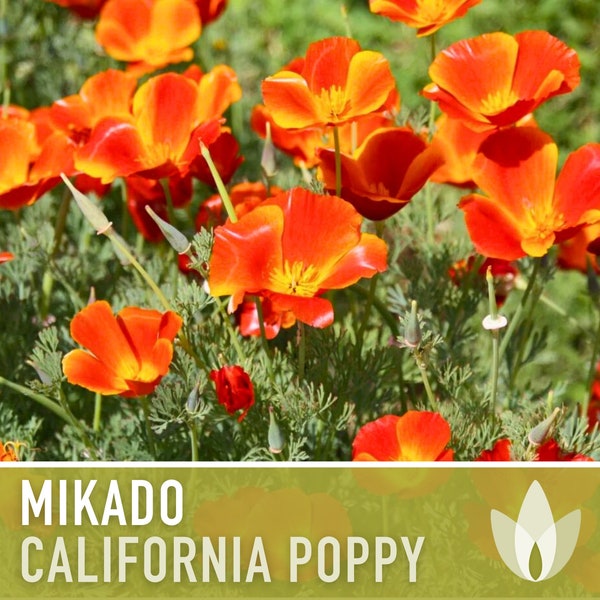 Mikado California Poppy Heirloom Seeds - Flower Seeds, Cool Weather Seeds, Flowers, Flower Mix, California