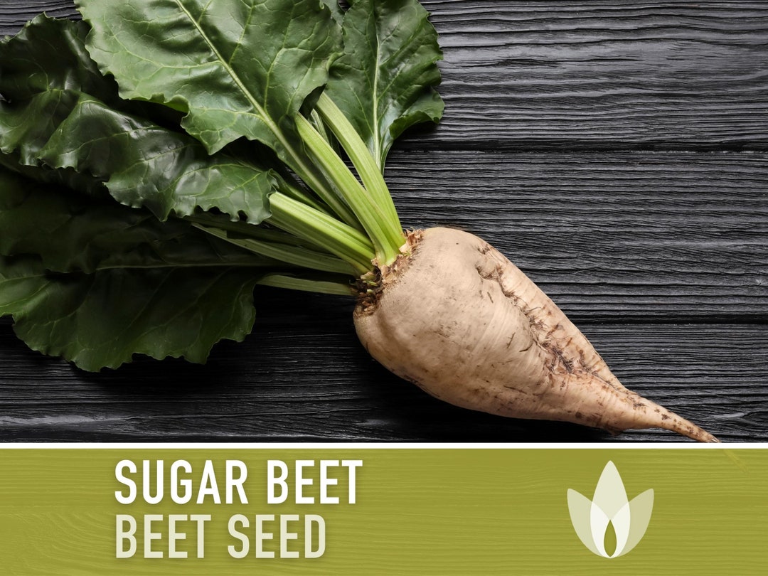 Heirloom Sugar Beet Seeds – Natural Sugar Source, Leafy Greens - Etsy