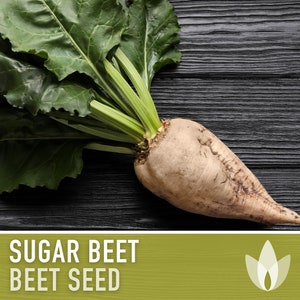 May include: A large, pale brown sugar beet with green leaves on a black wooden surface. The text "SUGAR BEET BEET SEED" is displayed below the beet.