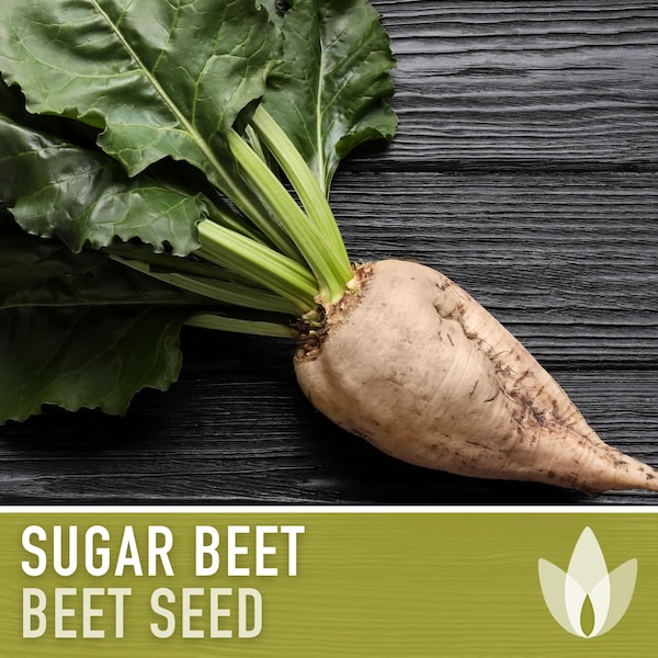 Sugar Beet Seeds - Heirloom Seeds, Natural Sugar Source, Leafy Greens, Food Plot, Beta Vulgaris, Open Pollinated, Non-GMO