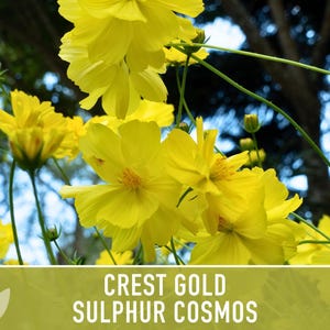 Sulphur Cosmos Seeds, Crest Gold, Pollinator Friendly (Non-GMO) image 8