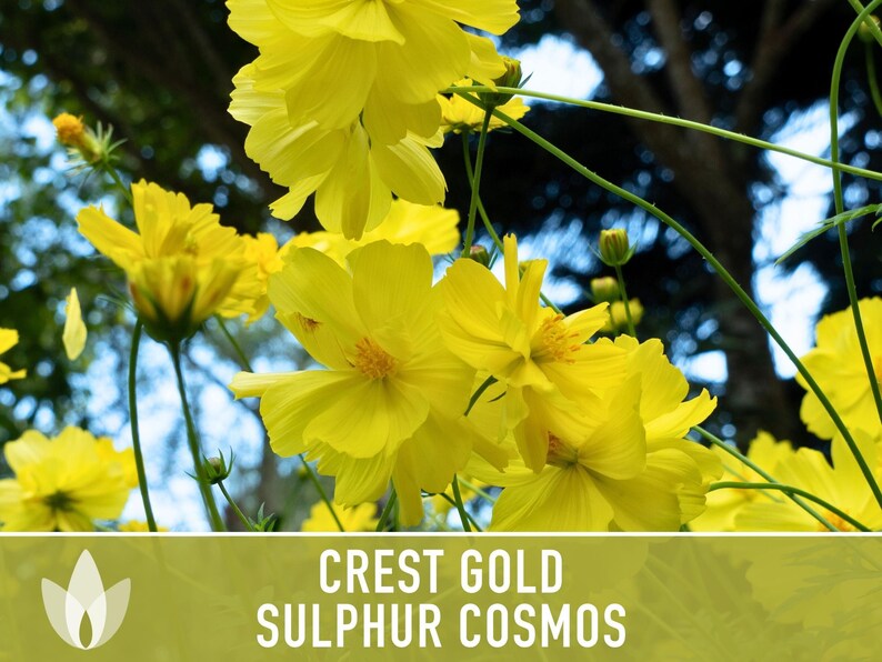 Sulphur Cosmos Seeds, Crest Gold, Pollinator Friendly (Non-GMO) image 8