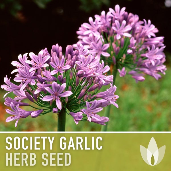 Society Garlic Seeds - Heirloom Seeds, Culinary Herb Seeds, Tulbaghia Violacea, Garlic Chives, Lilac Flowers, Open Pollinated, Non-GMO