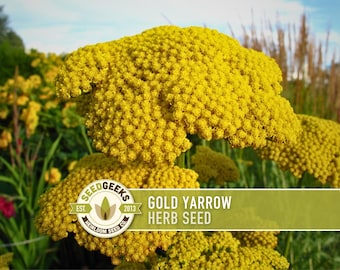 Gold Yarrow Flower Seeds – Heirloom Medicinal Herb, Pollinator Garden