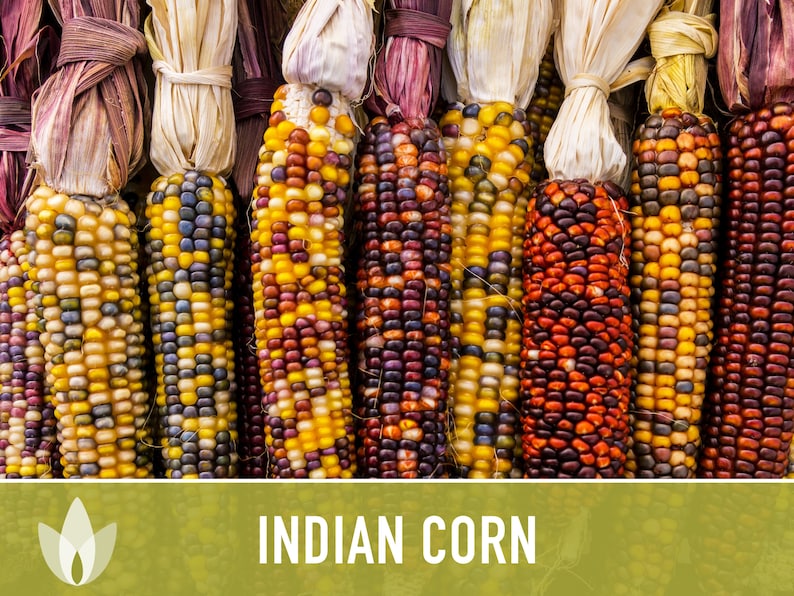 Indian Corn Heirloom Seeds Ornamental Corn Heirloom Corn Etsy