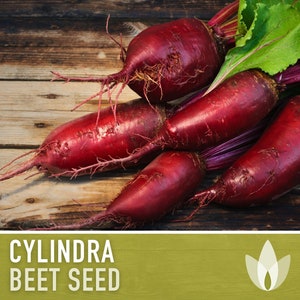 Cylindra Beet Seeds - Heirloom Seeds, Cylindrical Shaped, Uniform Slices, Beet Greens, Microgreens, Beta Vulgaris, Open Pollinated, Non-GMO