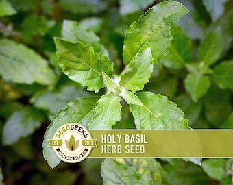 Holy Basil, Tulsi Herb Heirloom Seeds