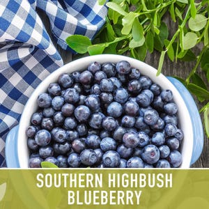 Semillas de arándano azul de arbusto alto del sur / Más de 50 semillas, variedad tradicional, bayas no transgénicas para repostería y uso medicinal, Vaccinium corymbosum imagen 5
