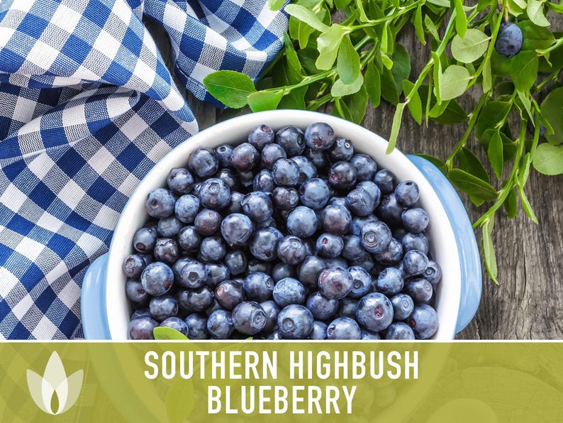 Semillas de arándano azul de arbusto alto del sur / Más de 50 semillas, variedad tradicional, bayas no transgénicas para repostería y uso medicinal, Vaccinium corymbosum imagen 5