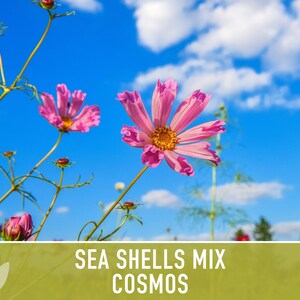 Sea Shells Cosmos Flower Seeds, Pollinator Friendly, Heirloom Non-GMO image 7