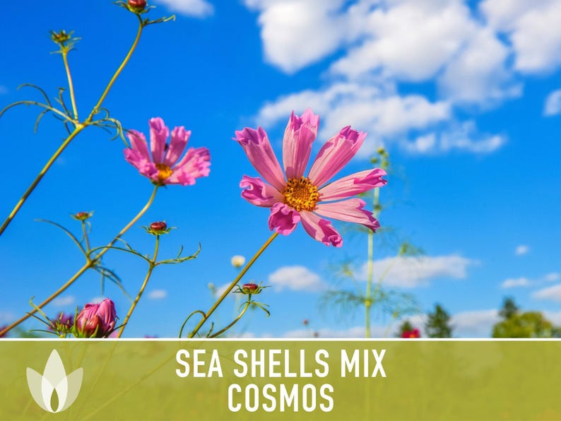 Sea Shells Cosmos Flower Seeds, Pollinator Friendly, Heirloom Non-GMO image 7