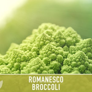 Romanesco Broccoli Heirloom Seeds image 5