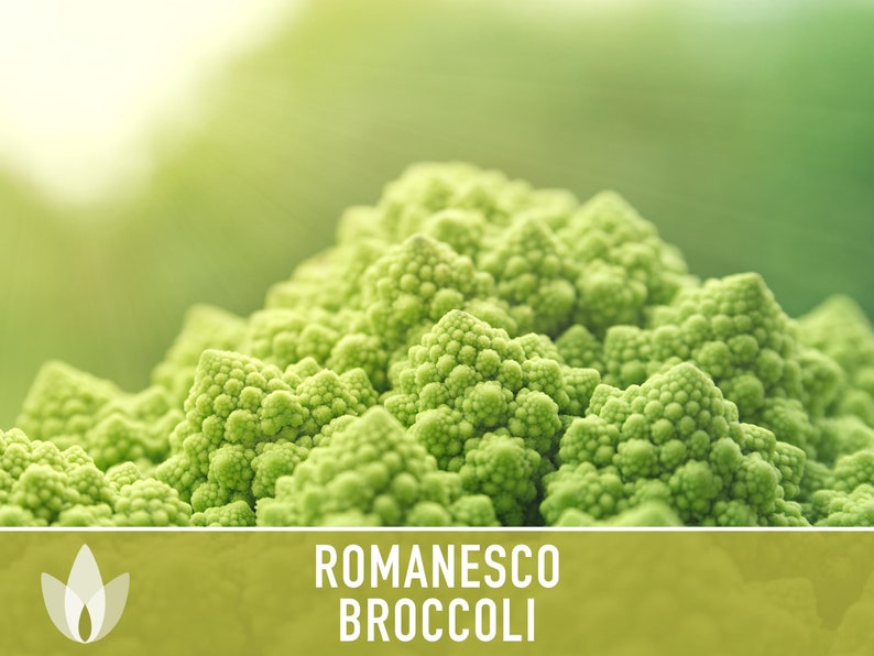 Romanesco Broccoli Heirloom Seeds image 5