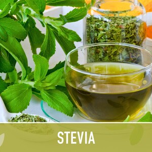 Stevia Seeds – Heirloom Sugar Leaf, Natural Sweetener (50 Seeds) image 9