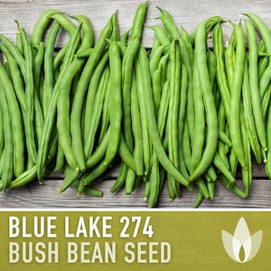 May include: A close-up of a pile of fresh green beans. The beans are arranged in a row on a wooden surface. The text "BLUE LAKE 274 BUSH BEAN SEED" is printed on a green background below the beans.