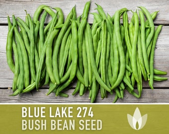 Blue Lake 274 Bush Bean Seeds - Heirloom, Non-GMO, Open Pollinated, Untreated, Green Beans