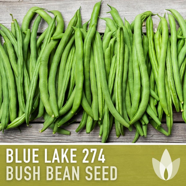 Blue Lake 274 Bush Bean Seeds - Heirloom, Non-GMO, Open Pollinated, Untreated, Green Beans