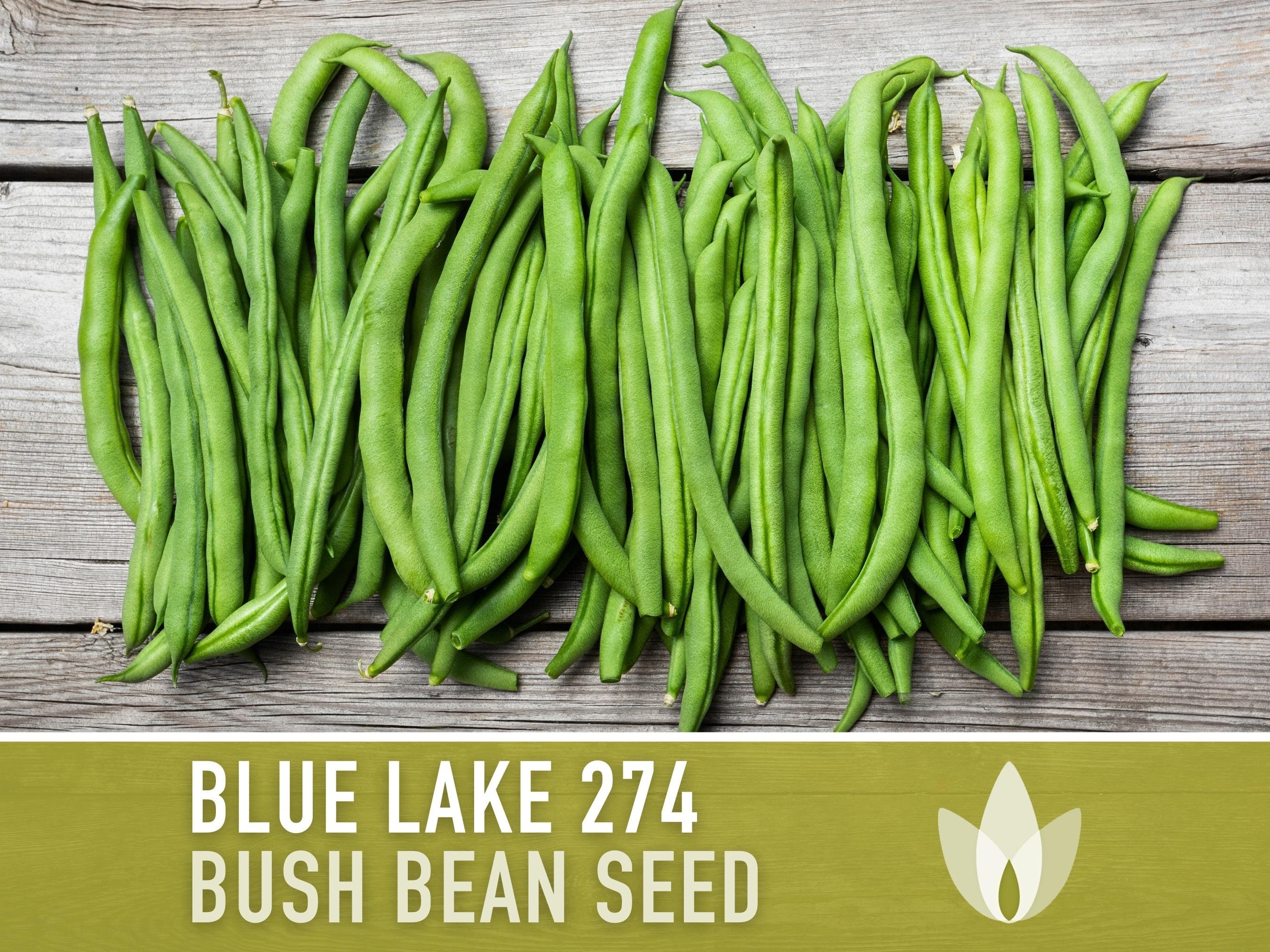 Blue Lake 274 Bush Bean Seeds - Heirloom, Non-gmo, Open Pollinated ...