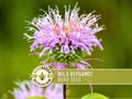 Wild Bergamot Herb Seeds | 100+ Seeds, Bee Balm, Heirloom, Native, Medicinal, Tea, Monarda fistulosa