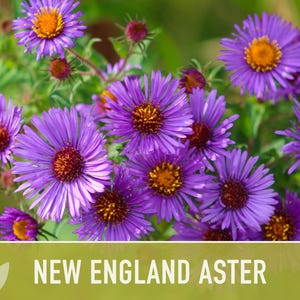 New England Aster Seeds, Heirloom Native Variety zdjęcie 11