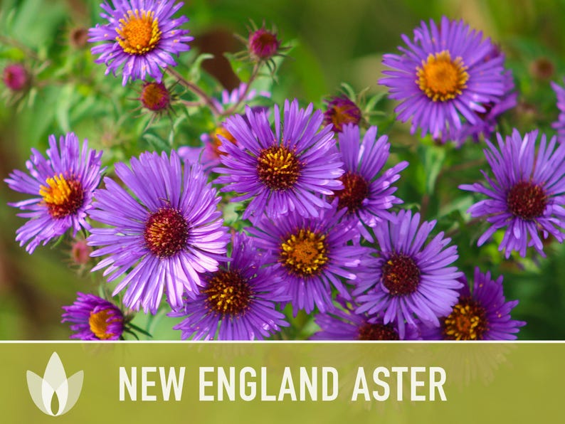 New England Aster Seeds, Heirloom Native Variety zdjęcie 11
