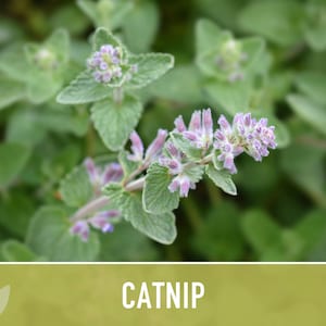Catnip Herb Seeds | 300+ Heirloom Seeds for Cat Euphoria, Calming Herbal Tea, Bee Garden image 10