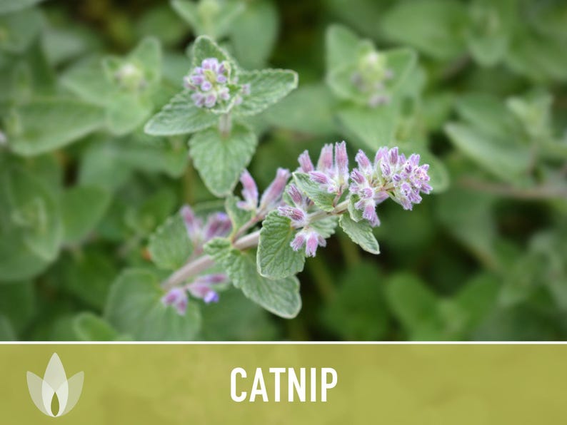 Catnip Herb Seeds | 300+ Heirloom Seeds for Cat Euphoria, Calming Herbal Tea, Bee Garden image 10