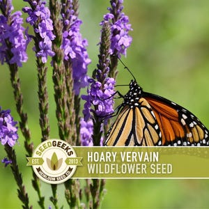 May include: A Monarch butterfly with orange and black wings rests on a purple Hoary Vervain wildflower. The image features a green background and a Seed Geeks logo, with text that reads "Hoary Vervain Wildflower Seed."