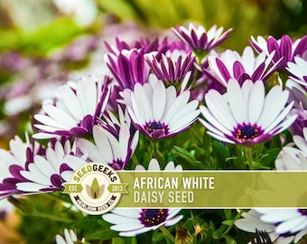 May include: A close-up shot of African White Daisy flowers. The flowers have white petals with purple edges and a dark purple centre. The image includes a logo and the text "AFRICAN WHITE DAISY SEED".