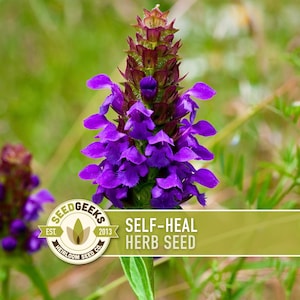 May include: Close-up of a vibrant purple Self-Heal herb flower in a natural setting. The flower has small, delicate petals and a dark purple center. The image includes the text "SELF-HEAL HERB SEED" and the Seed Geeks logo.