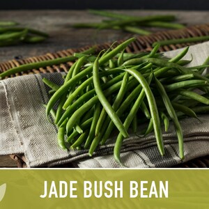 Jade Bush Bean Heirloom Seeds Non-GMO, Open Pollinated, Untreated image 2