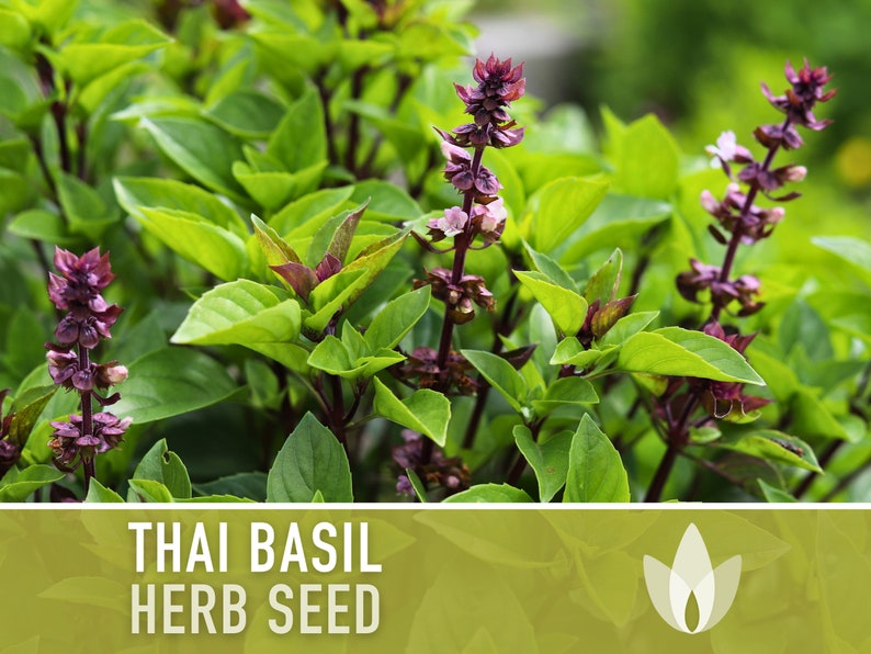 Thai Basil Herb Heirloom Seeds image 1