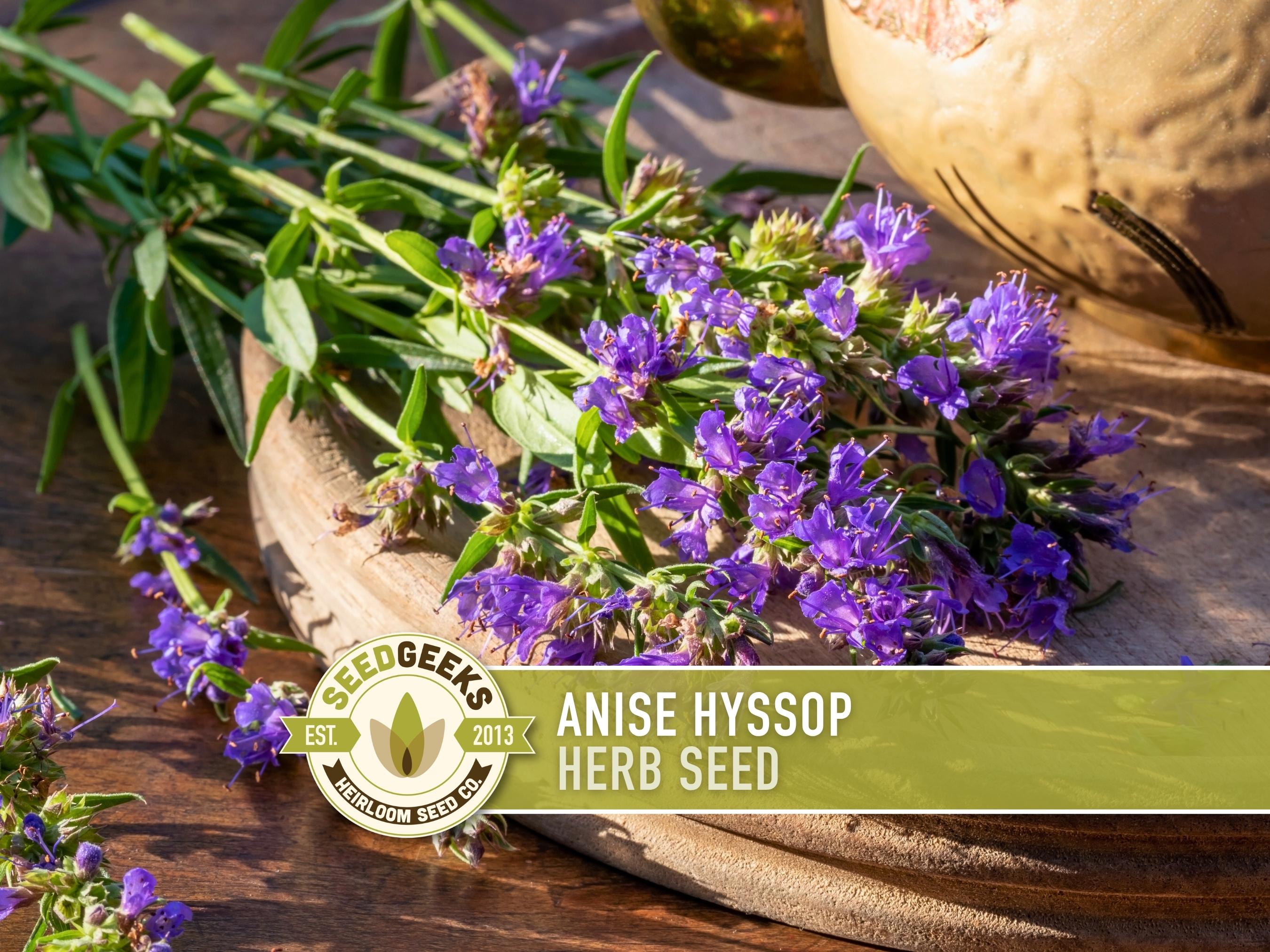 Buy Anise Hyssop Seeds | 150+ Seeds, Fragrant Flower, Medicinal