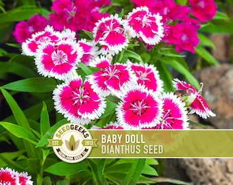 May include: Close-up of vibrant pink and white Baby Doll Dianthus flowers with green foliage. The flowers have a fringed edge. The image includes a logo that says "Seed Geeks" and the text "Baby Doll Dianthus Seed".