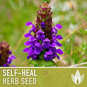 Self Heal (Heal All) Seeds - 50 Heirloom Seeds, Medicinal Herb Seed, Heart-of-the-Earth, All Heal, Herbal Remedy, Prunella vulgaris, Non-GMO