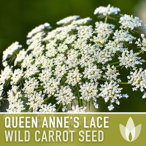 Queen Anne&#39;s Lace Seeds - Heirloom Seeds, Wild Carrot Seeds, White Flowers, Daucus Carota, Medicinal Plant, Pollinator Friendly, OP, Non-GMO