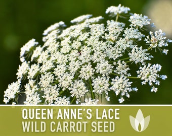 Queen Anne's Lace Seeds - Heirloom Seeds, Wild Carrot Seeds, White Flowers, Daucus Carota, Medicinal Plant, Pollinator Friendly, OP, Non-GMO