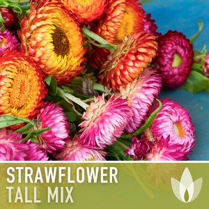 Strawflower, Tall Mix Heirloom Seeds - Flower Seeds, Cut Flower, Dried Flower, Everlasting Flower, Flower Mix, Flower Mix, Non GMO