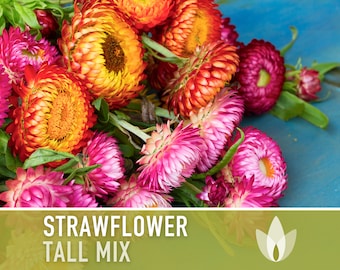 Strawflower, Tall Mix Heirloom Seeds - Graines de fleurs, Fleur coupée, Fleur séchée, Fleur éternelle, Mélange de fleurs, Mélange de fleurs, Non OGM