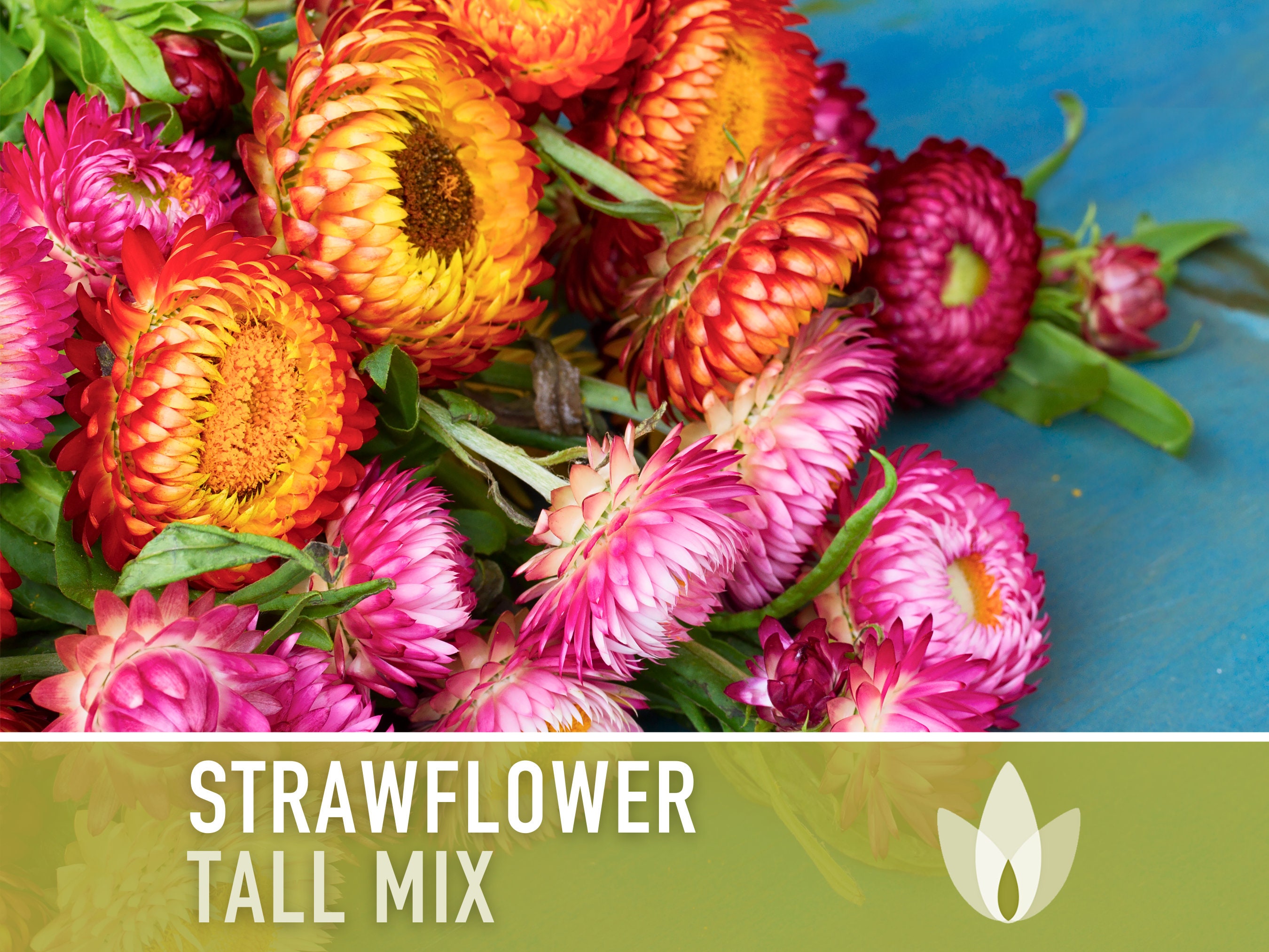 Strawflower, Tall Mix Heirloom Seeds - Flower Seeds, Cut Flower, Dried Flower, Everlasting Flower, Flower Mix, Flower Mix, Non GMO