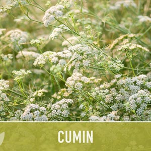 Cumin Herb Heirloom Seeds afbeelding 5