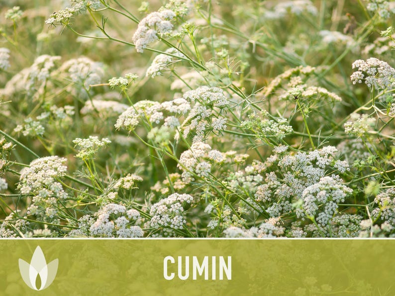 Cumin Herb Heirloom Seeds afbeelding 5