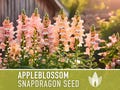 Snapdragon, Appleblossom Seeds - 100 Heirloom Flower Seeds, Fairy Garden, Cottage Garden, Cut Flowers, Annual, Antirrhinum Majus, Non-GMO